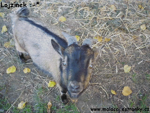 zvížátka 028.jpg
