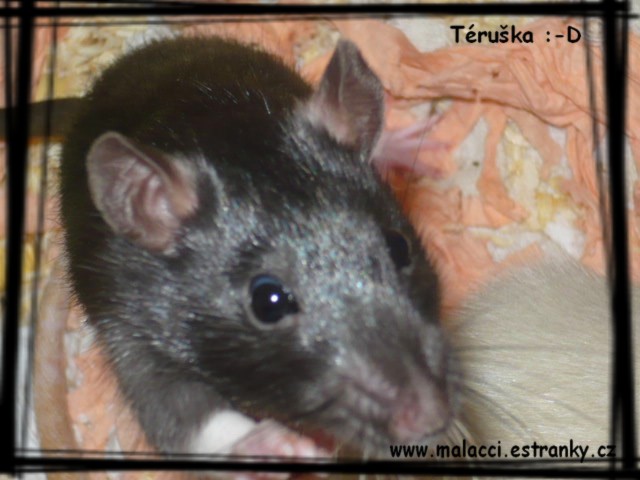 Teruška.jpg